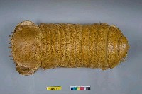 藏品(等腳動物類)的圖片